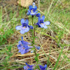 Blue Mist Penstemon