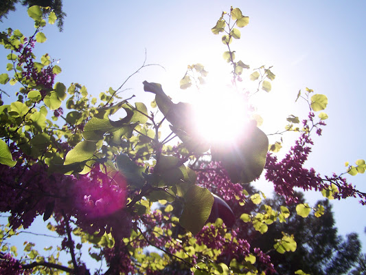 Here comes the sun. di Simona Picicco