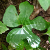 Bloodroot