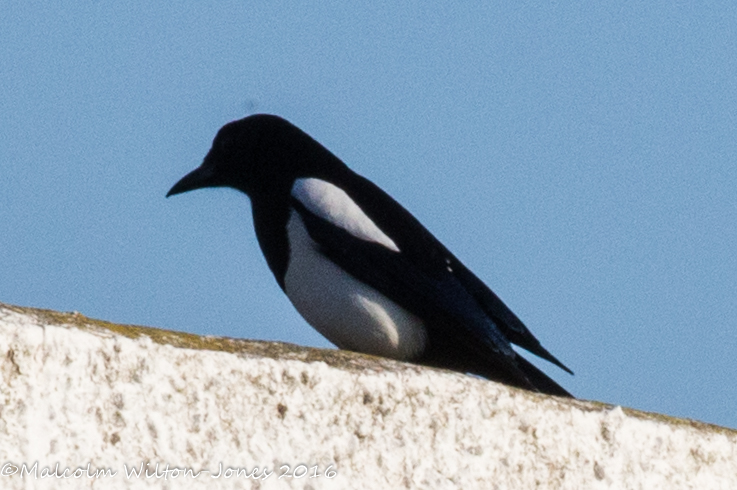 Magpie; Urraca