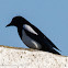 Magpie; Urraca