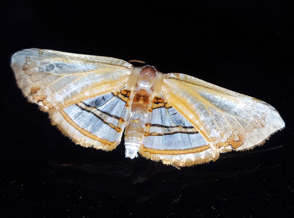 Tropical Leaf Moth