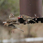 Chipping Sparrow