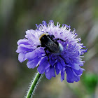 Devil's bit Scabious