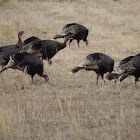 Wild Turkey