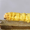 Large Yellow Underwing Caterpillar