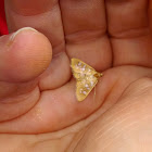 Baccatalis Moth