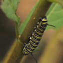 Monarch caterpillar