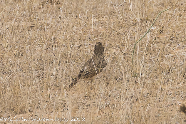 Crested Lark