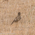 Crested Lark