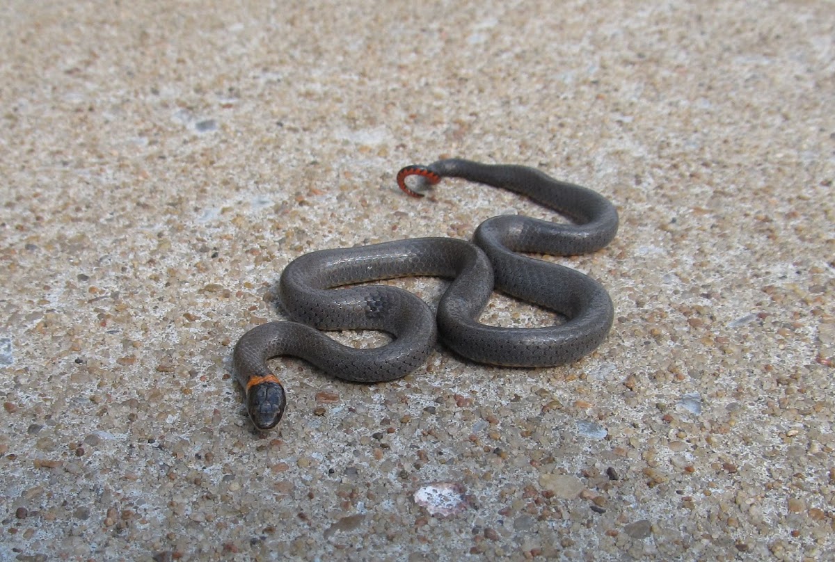 Prairie Ringneck Snake