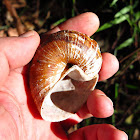 Giant Panda Snail (remnant shell)