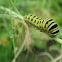 Eastern Black Swallowtail