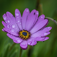 Fiore dopo la pioggia. di 