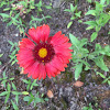 Blanket Flower