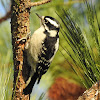 Downy Woodpecker, female