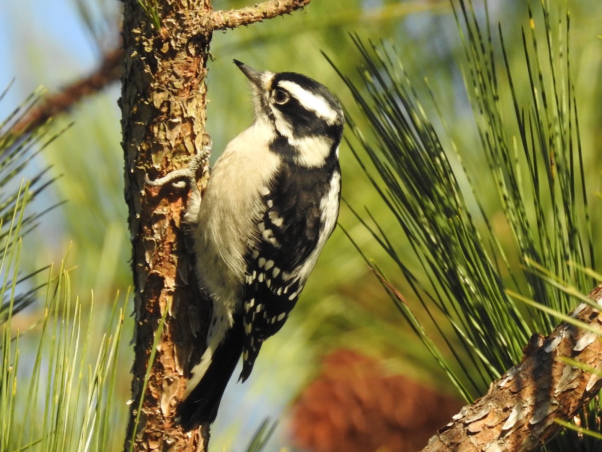 Downy Woodpecker, female