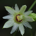 Passionflower