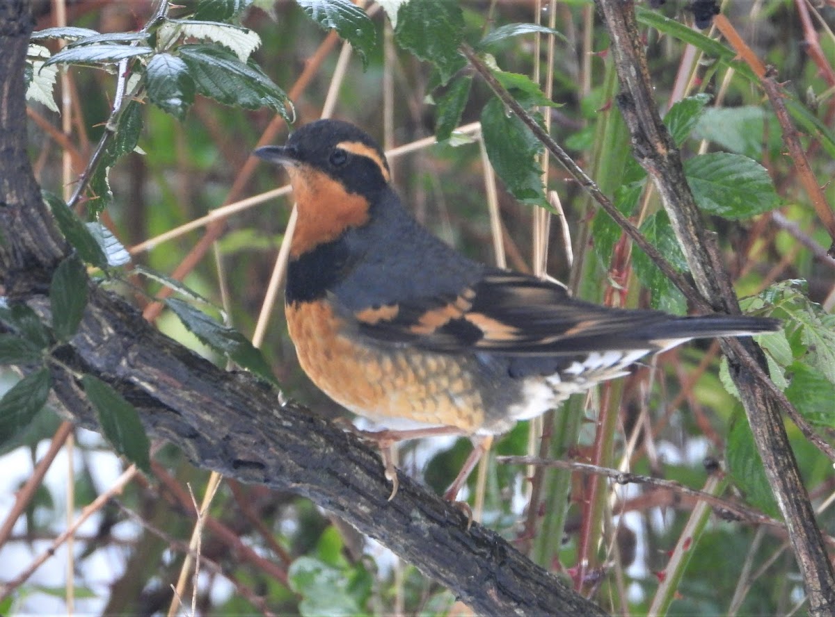 Varied thrush (male)