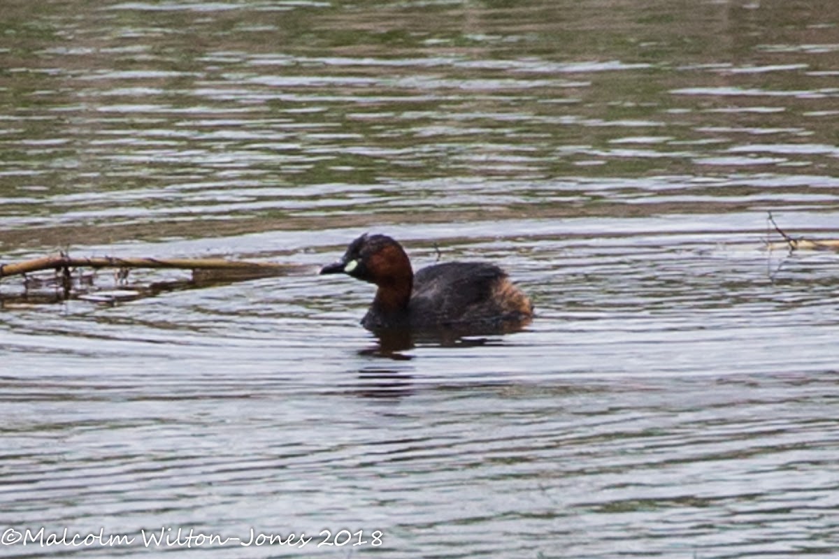 Little Grebe; Zampullin Chico