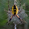 Yellow Garden Spider