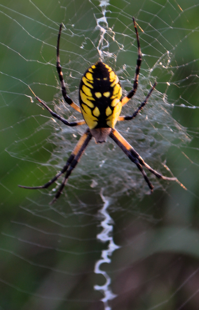 Yellow Garden Spider