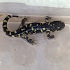 Barred tiger salamander