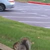 Gray Squirrel