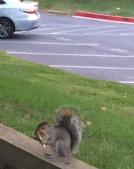 Gray Squirrel