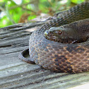 Brown Water Snake