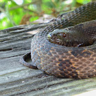 Brown Water Snake