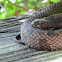 Brown Water Snake