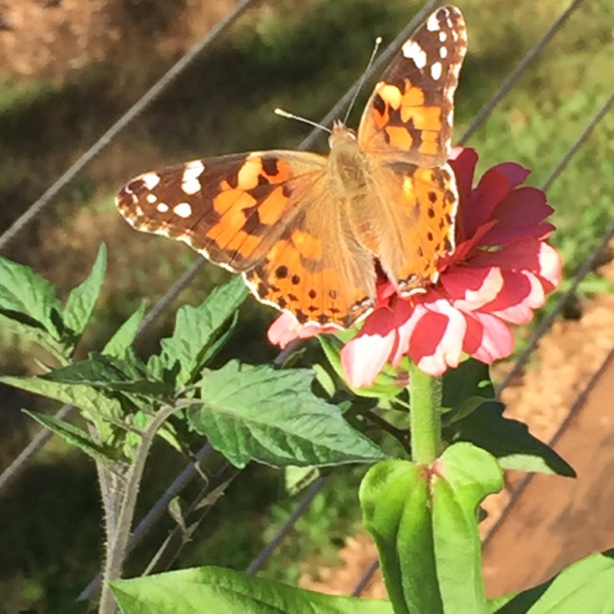 Painted Lady