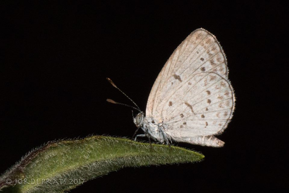 Lesser Grass Blue