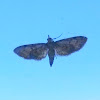 Common Eupithecia