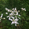 Blackberry Flower