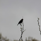 Red Wing Blackbird