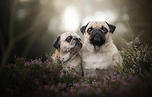 Pugs New Tab Pugs Wallpapers small promo image