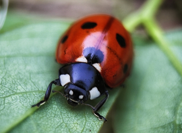 CoccinellaMacro di Fanno80