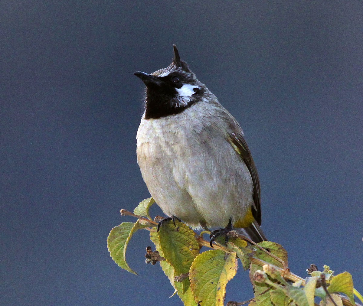 Himalayan (White-cheeked) Bulbul