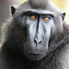 Celebes crested macaque