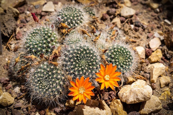 Succulente spinose di alberto_favaro