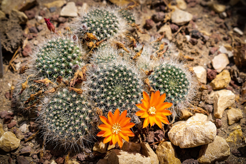 Succulente spinose di alberto_favaro