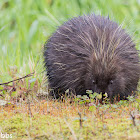 Porcupine