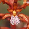 Summer Coralroot