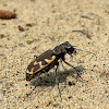 Big Sand Tiger Beetle