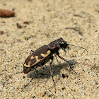 Big Sand Tiger Beetle