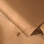 Cellar spider