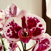 Orchidea  di 