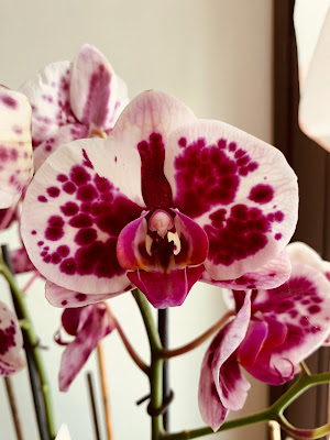 Orchidea  di GiuG